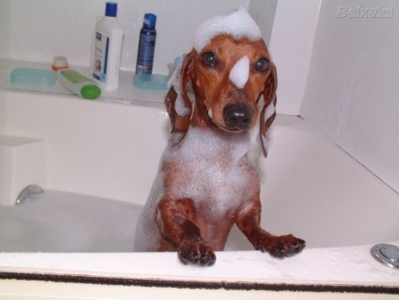 Banho e Tosa de Animais Quanto Custa Santana - Serviço de Banho em Pet Shop