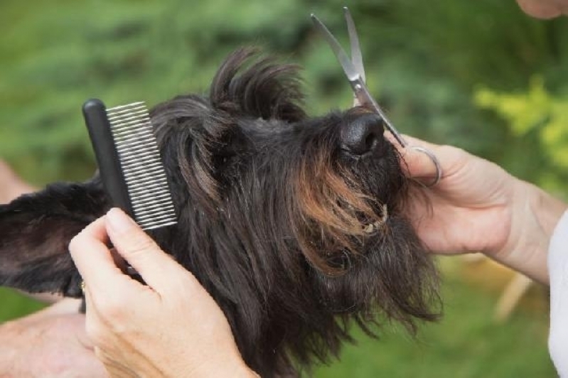 Banho e Tosa Higiênica Cachoeirinha - Serviço de Tosa para Cães