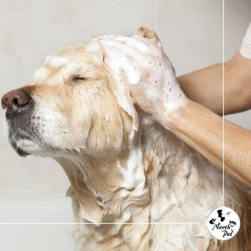 Clínica Veterinária para Cachorro Tremembé - Clínica Veterinária Cães
