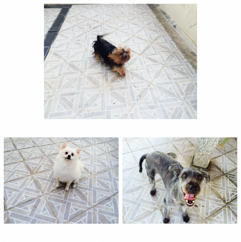 Hotel para Cães 57976 Jaçanã - Hotel para Cães em SP