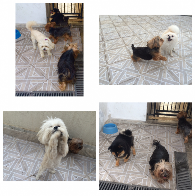 Onde Achar Hotel para Cães 36041 Vila Gustavo - Hotel para Cachorro Preço
