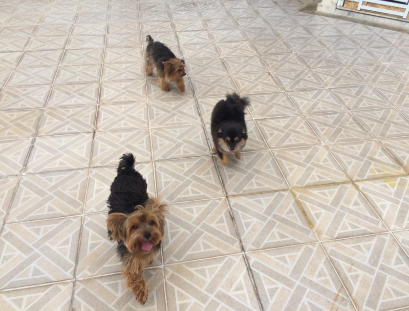 Onde Achar Hotelzinho para Cachorro 14112 Vila Medeiros - Hotel para Cães em SP