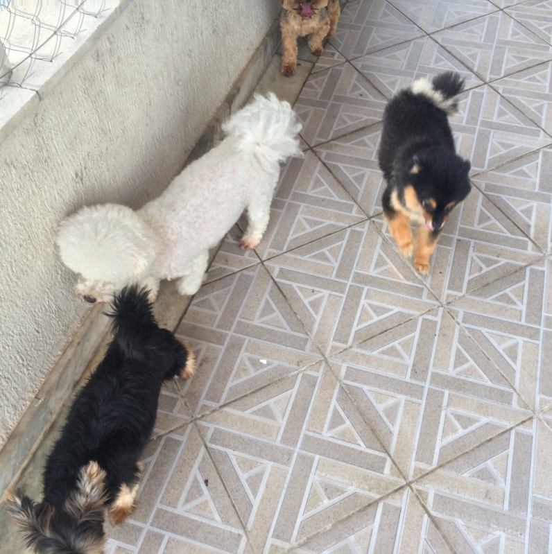 Onde Achar um Hotel para Animal 5770 Imirim - Hotel para Pets