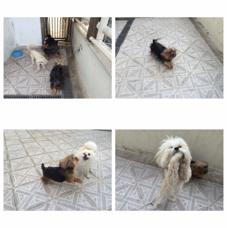 Onde Encontrar Hotel para Cães 25471 Vila Guilherme - Hotel para Cachorro Diária