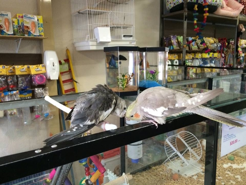 Onde Encontrar Pet Shop para Animais Exóticos 39583 Cachoeirinha - Pet Shop em Santana