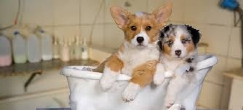 Onde Encontrar Serviço de Banho com Tosa Tucuruvi - Serviço de Banho e Tosa para Cachorros