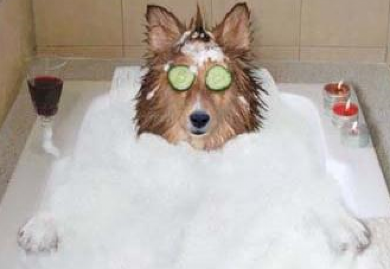 Onde Encontrar Serviço de Banho para Cachorros Jaçanã - Serviço de Banho e Tosa Higiênica
