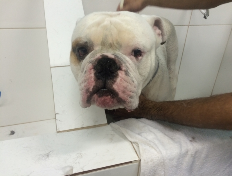Onde Encontrar Serviço de Banho para Cães Cachoeirinha - Serviço de Banho e Tosa Higiênica