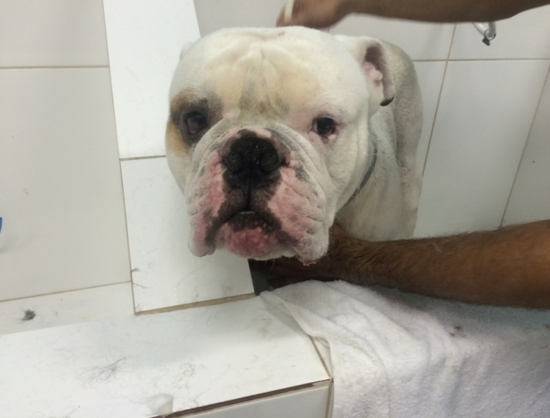 Onde Encontrar Serviço de Banho para Cães Vila Maria - Banho e Tosa Completo