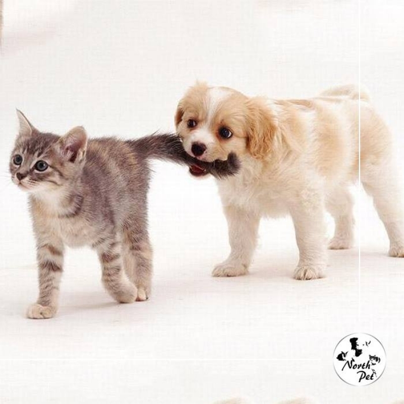 Onde Encontrar um Pet Shop para Cachorros 96196 Tucuruvi - Pet Shop para Gatos