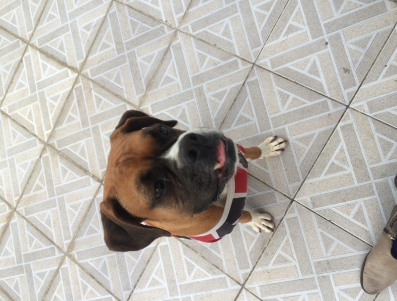 Onde Encontrar Veterinário Especializado em Bulldog Jardim São Paulo - Veterinário Especializado em Hamster