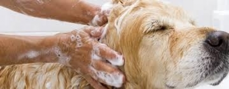 Onde Encontro Banho e Tosa de Animais Imirim - Serviço de Banho de Cães