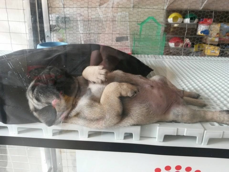 Onde Encontro Pet Shop para Animais Exóticos Vila Medeiros - Loja de Pet Shop
