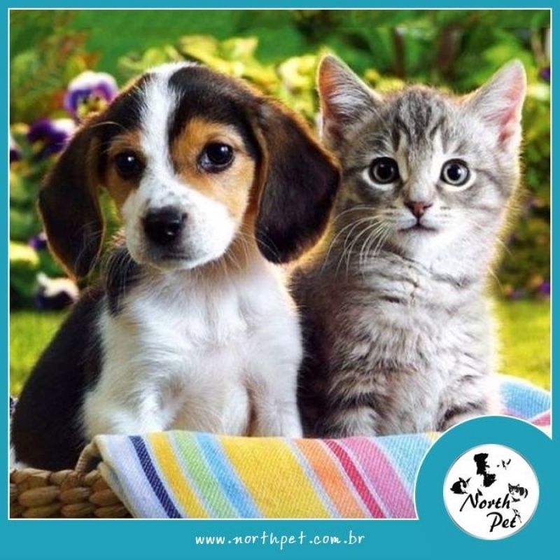 Onde Encontro Pet Shop para Dar Banho Mandaqui - Serviço de Pet Shop para Gatos