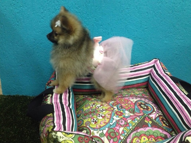 Onde Encontro Serviço de Pet Shop para Animais Exóticos Jardim São Paulo - Loja de Pet Shop