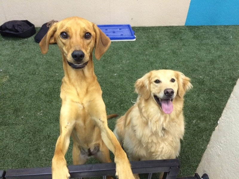 Onde Posso Encontrar um Hotel para Animais Domésticos 19171 Vila Maria - Hotel para Animais em Santana