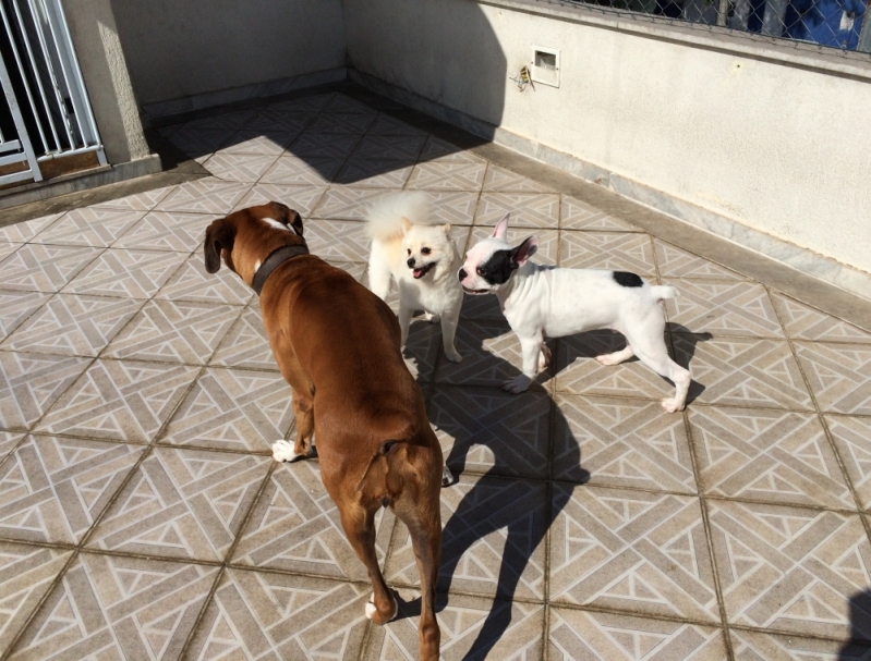 Onde Posso Encontrar um Hotelzinho para Cachorro 42761 Vila Maria - Hotel para Cães em São Paulo