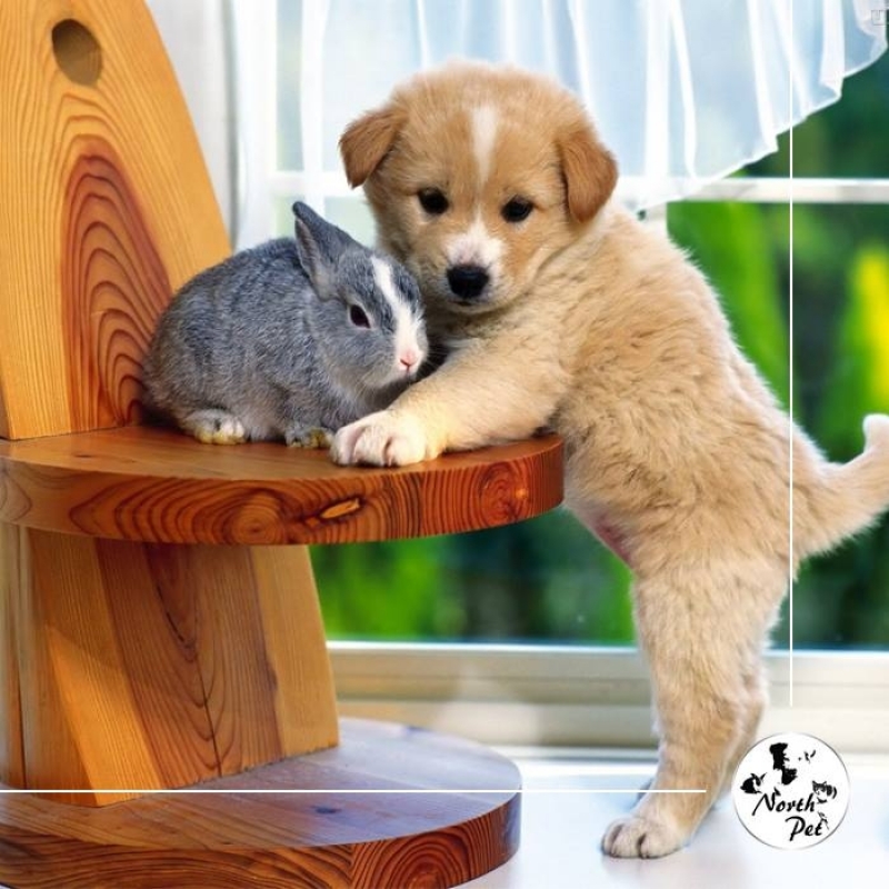 Onde Tem um Pet Shop para Cachorros 92859 Lauzane Paulista - Pet Shop para Cachorros