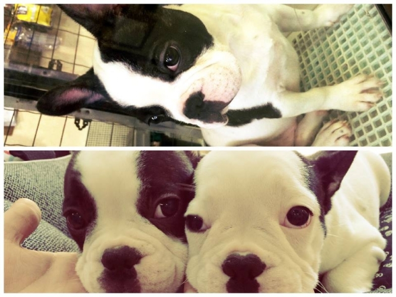Pet Shop para Adotar Cachorros Quanto Custa Jardim São Paulo - Loja de Pet Shop