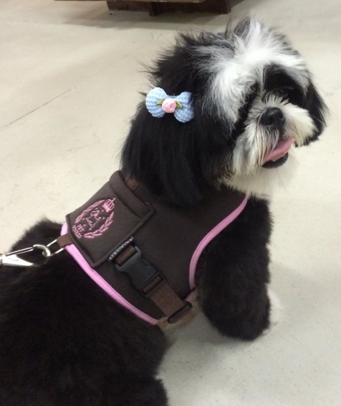Pet Shop para Animais Exóticos Onde Tem 82155 Vila Gustavo - Pet Shop para Cachorros