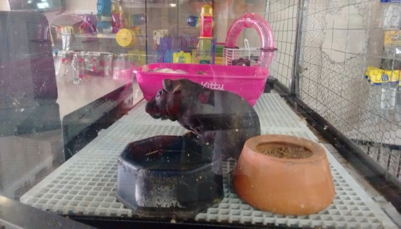 Pet Shop para Dar Banho Preço Jardim São Paulo - Pet Shop para Hamster