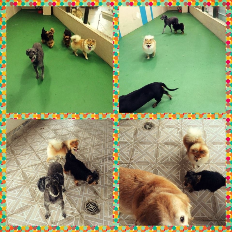 Preço de um Hotel para Animais Domésticos 88096 Imirim - Hotel para Pets