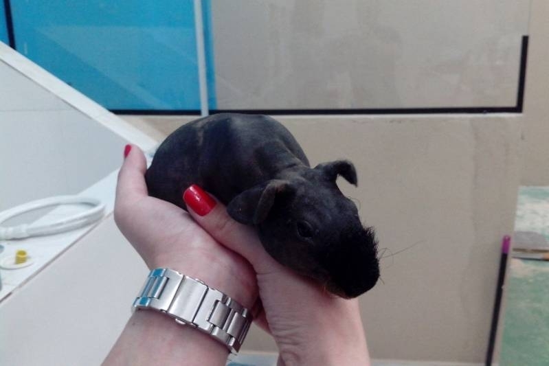 Pronto Socorro Veterinários de Animais Pequenos Imirim - Pronto Socorro Veterinário para Hamsters
