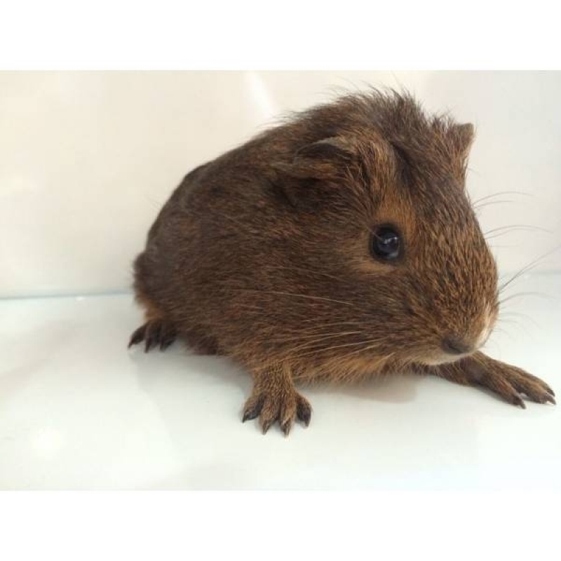 Pronto Socorro Veterinários de Animais Silvestres Vila Medeiros - Pronto Socorro Veterinário para Hamsters
