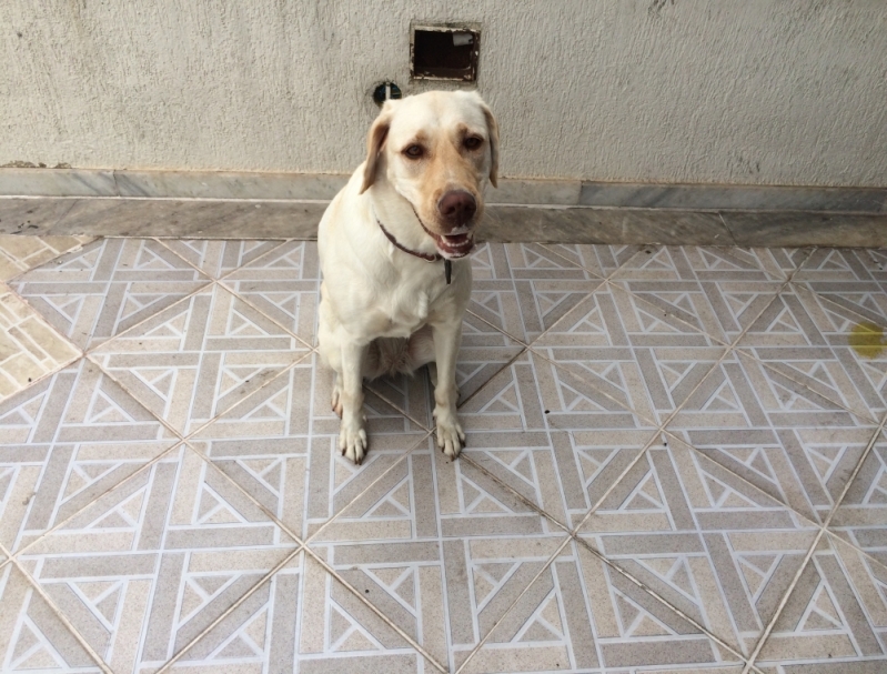 Qual Valor de Hotéis para Cães 26303 Cachoeirinha - Hotel para Cachorro Preço