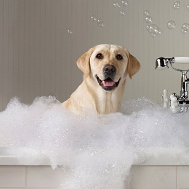 Quanto Custa Serviço de Banho em Pet Shop Vila Gustavo - Banho e Tosa de Cães