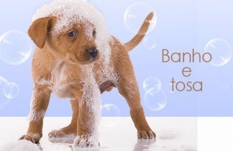 Quanto Custa Serviço de Banho para Gatos Lauzane Paulista - Banho e Tosa de Cães