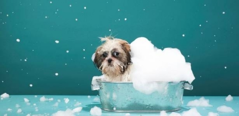 Quanto Custa Serviço de Tosa Higiênica em Poodle Jaçanã - Banho e Tosa de Cães