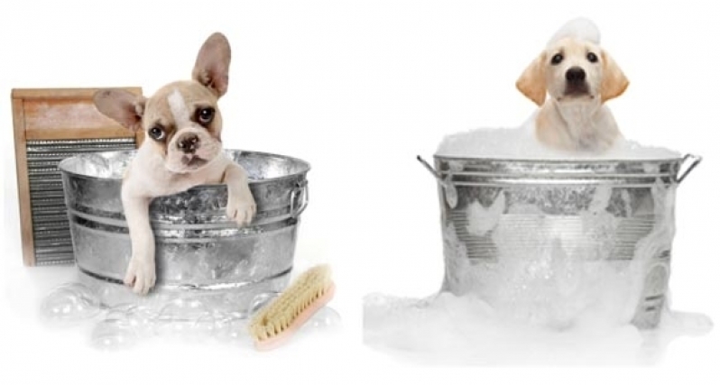 Quanto Custa Serviço de Tosa para Cachorro Casa Verde - Banho e Tosa Mais Próximo