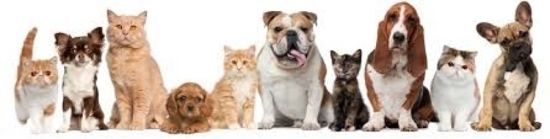Quanto Custa Serviço de Tosa para Cães Cachoeirinha - Banho e Tosa para Gatos
