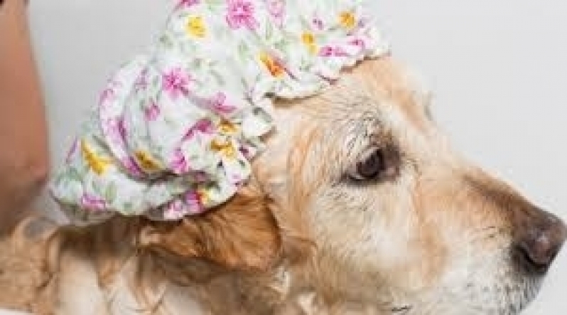 Quanto Custa Serviço de Tosa para Shih Tzu Fêmea Lauzane Paulista - Serviço de Banho e Tosa em Cachorros
