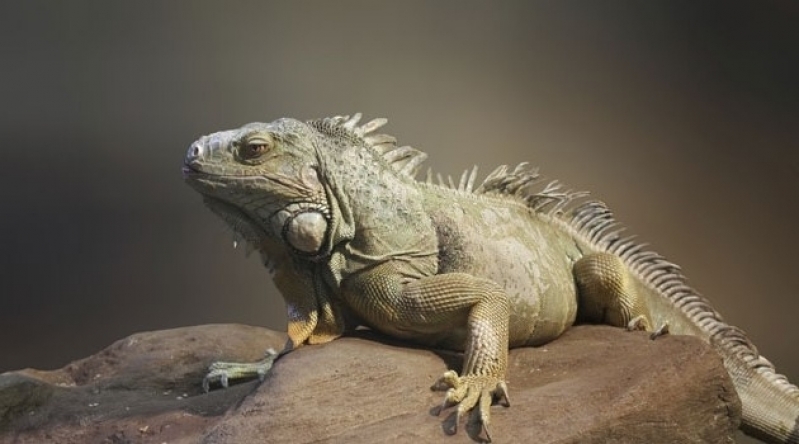 Quanto Custa Veterinário Especialista em Animais Silvestres Vila Guilherme - Veterinário Especialista para Iguana