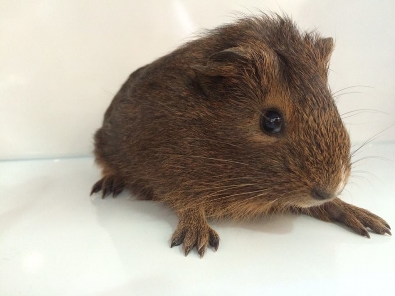 Serviço de Pet Shop Confiável Quanto Custa Vila Gustavo - Pet Shop para Hamster