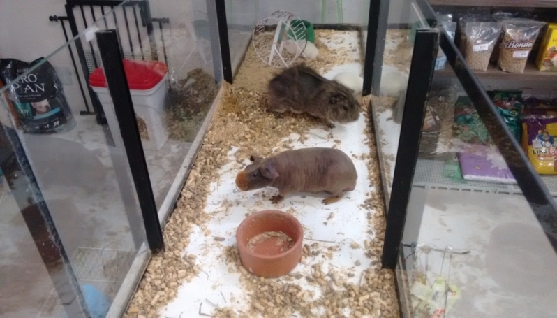 Serviços Diferenciados de Pet Shop Preço Vila Guilherme - Pet Shop para Hamster