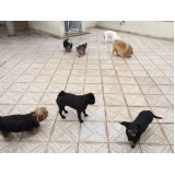 Hotéis para Cães 40359 Vila Maria