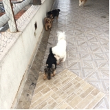 Hotel para Animal onde encontrar 61370 Vila Gustavo