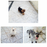 Hotel para Cães 49710 Vila Guilherme