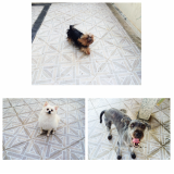 Hotel para Cães 60955 Jaçanã