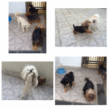 Onde achar Hotel para Cães 42028 Tremembé