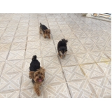 Onde achar Hotelzinho para Cachorro 25517 Mandaqui