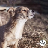 Onde achar um Pet Shop para Cachorros 7222 Lauzane Paulista