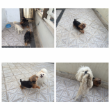 Onde encontrar Hotel para Cães 25471 Vila Guilherme