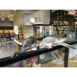 Onde encontrar Pet Shop para Animais Exóticos 30726 Jaçanã