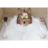 onde encontrar serviço de banho para cachorros Imirim