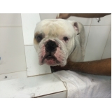 onde encontrar serviço de banho para cães Jardim São Paulo