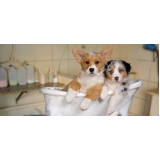 onde encontrar serviços de banho em gatos filhotes Casa Verde